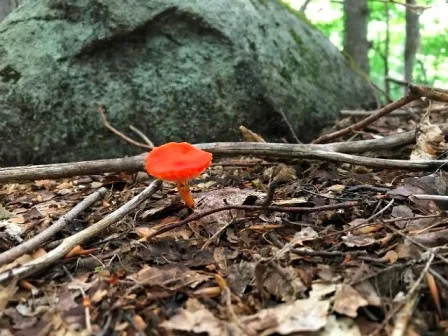 Bear Den Mountain