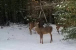 Donner Blitzen.webp