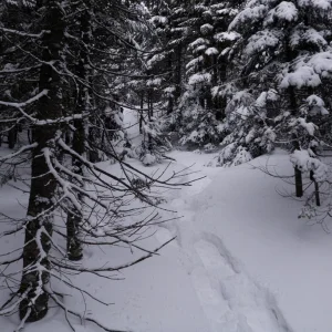 Gray Peak Herd Path