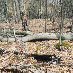 Image-13.jpg