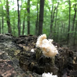 Fungi