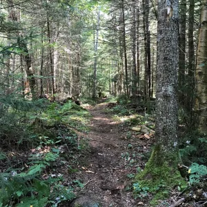Loamy