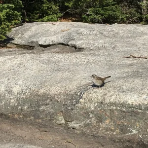 My little visitor