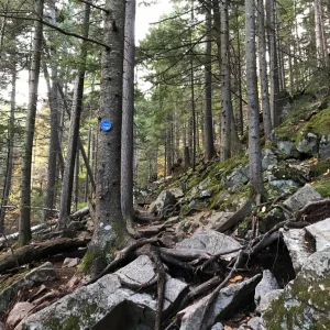The trail