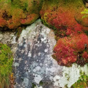 Colors of growth