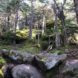 Moss-scape