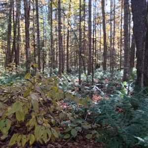 Field of ferns
