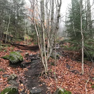 Mixed forest