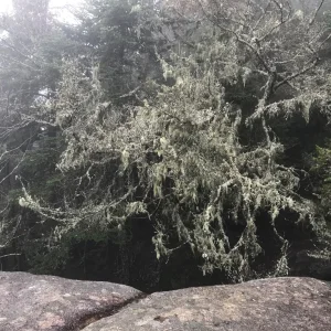 Tree lichen