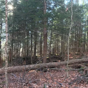 Grove of softwoods.