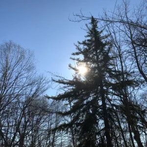Peaking through