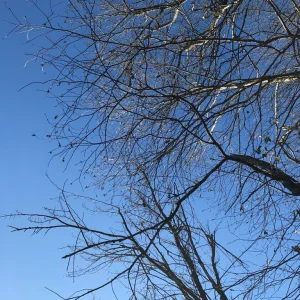Spooky tree