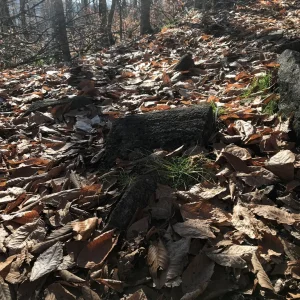 Rock that looks like a fossilized log.