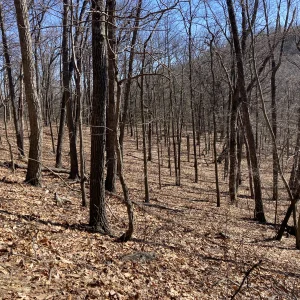 Open forest