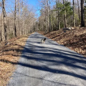 About a 1.5 mile road walk.
