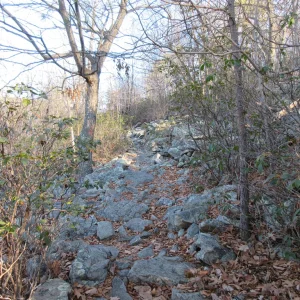 More rock garden