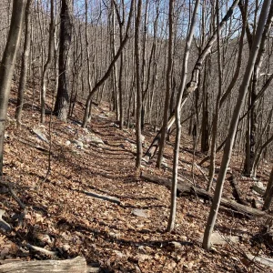 Open hardwoods