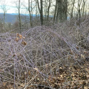 Purple briar patch