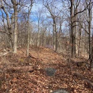 Trail heaading north, purple briar in distance