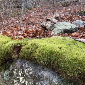 Emerald green