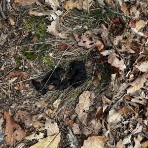 Scat