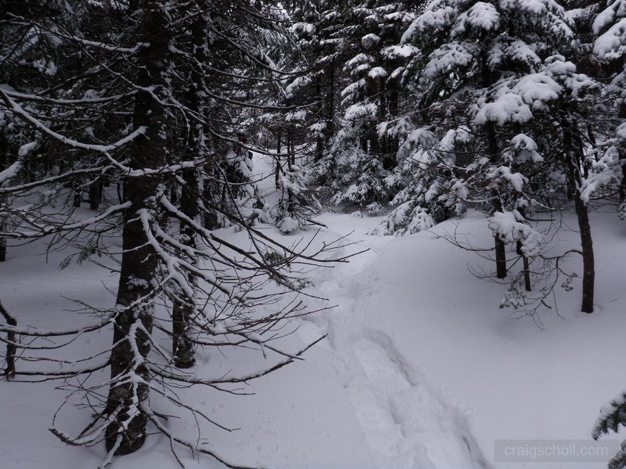 Gray Peak Herd Path