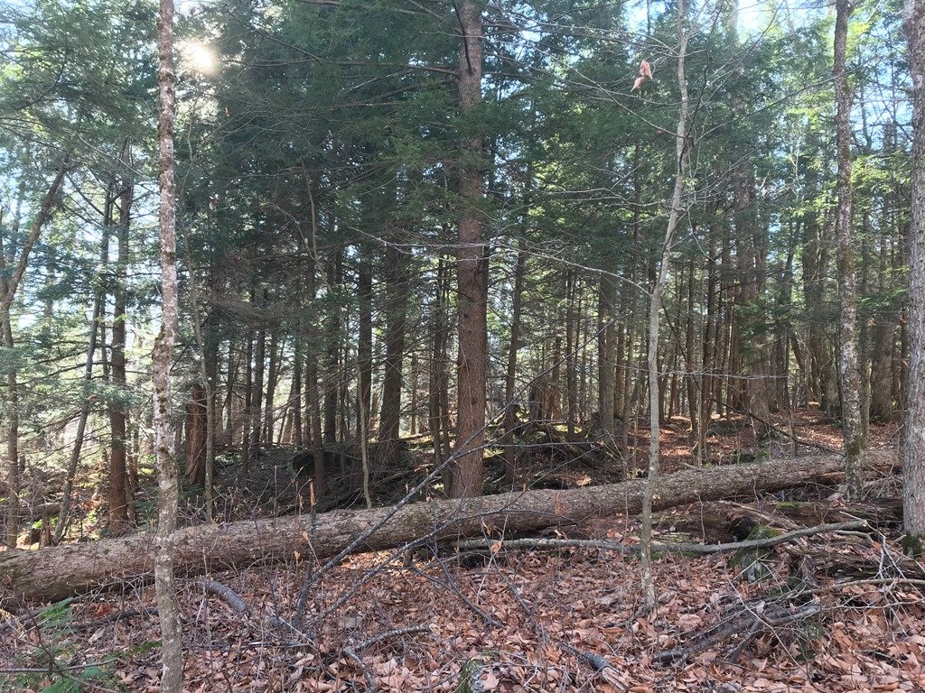 Grove of softwoods.