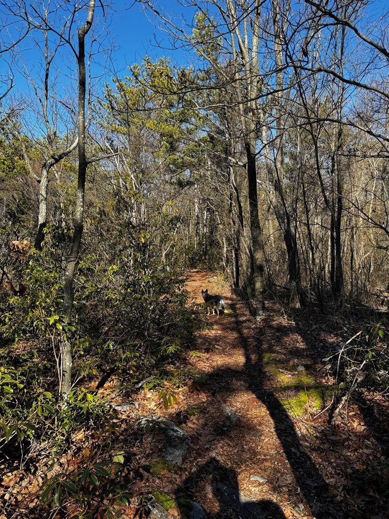 Hiking buddy