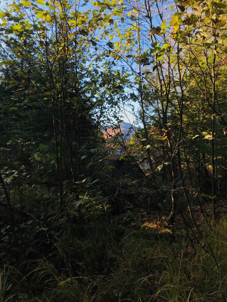 IMG_1331.jpeg