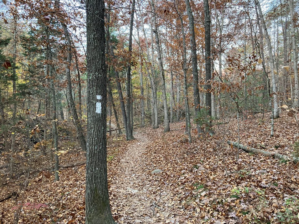 IMG_4167.jpg