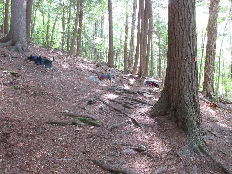In the beginning, open pine forest