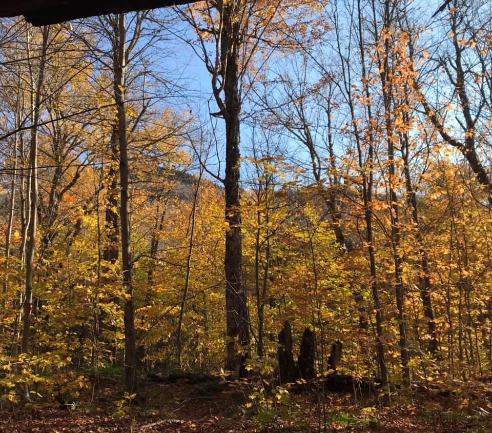 Lots of color