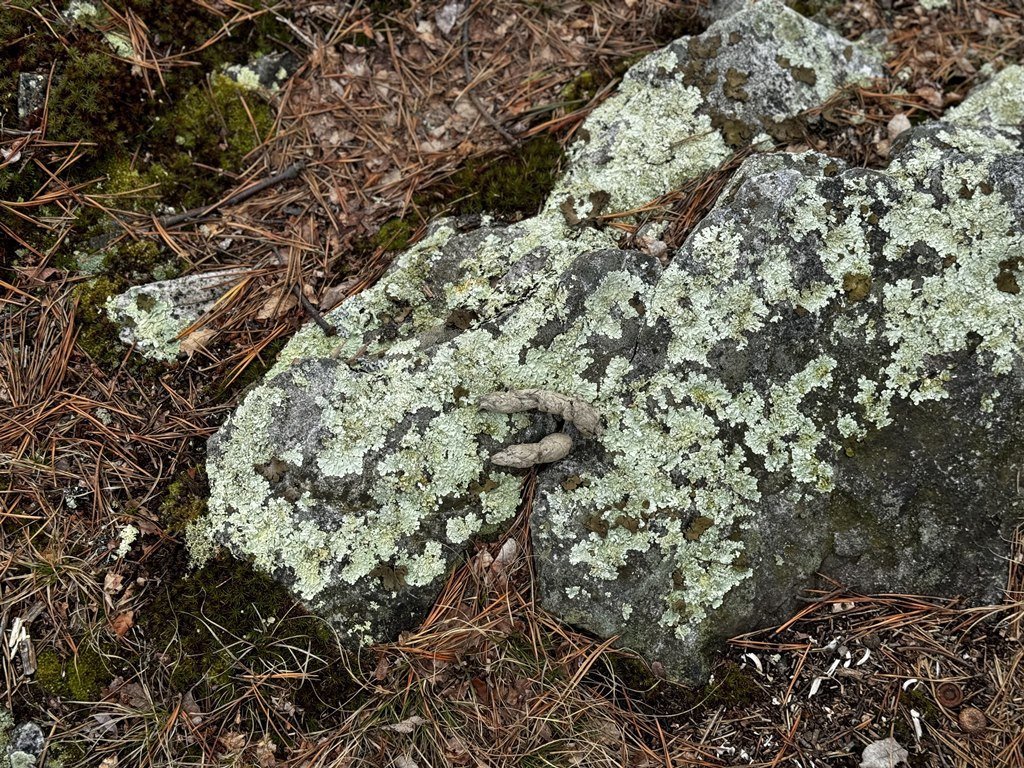 Lots Of Rocks.jpg