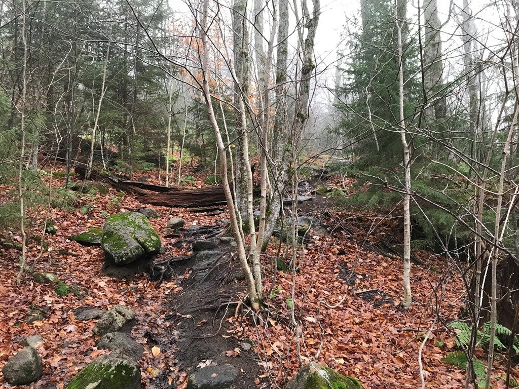 Mixed forest