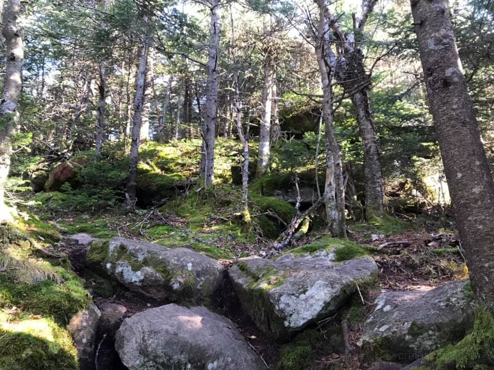 Moss-scape