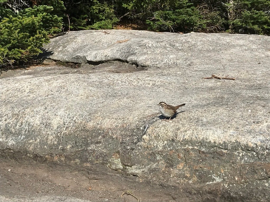 My little visitor