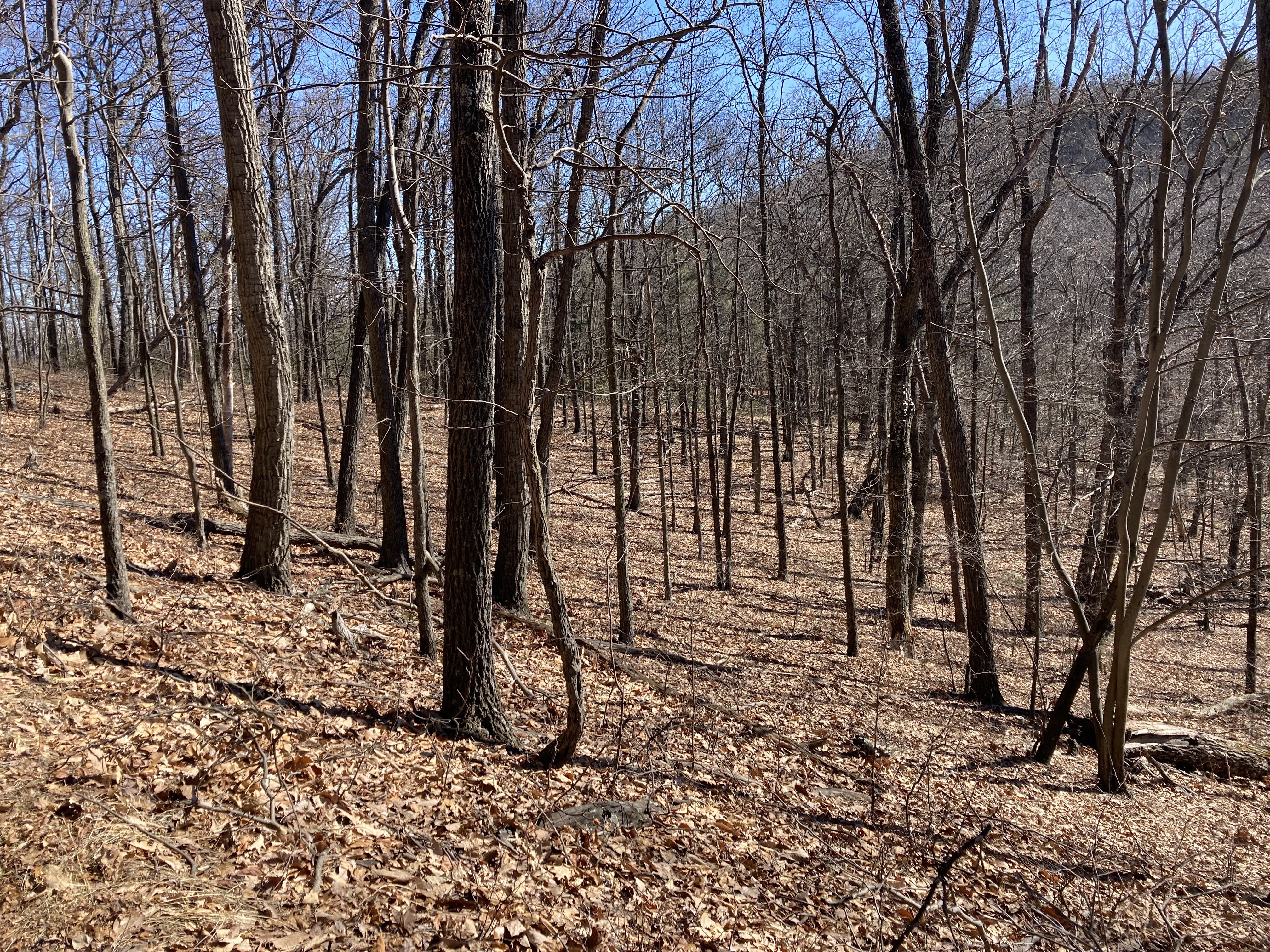 Open forest