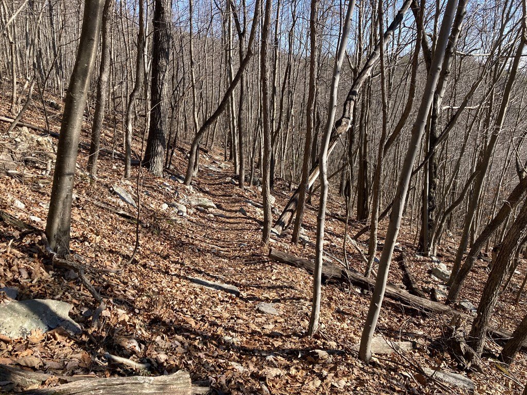 Open hardwoods