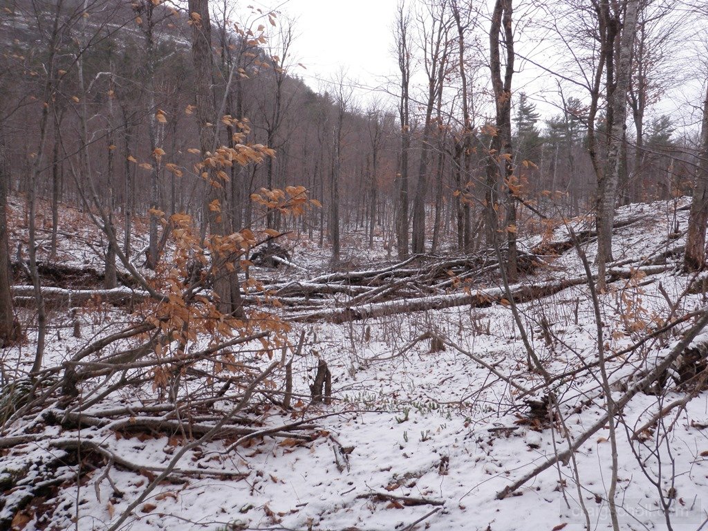 P1010016.jpg