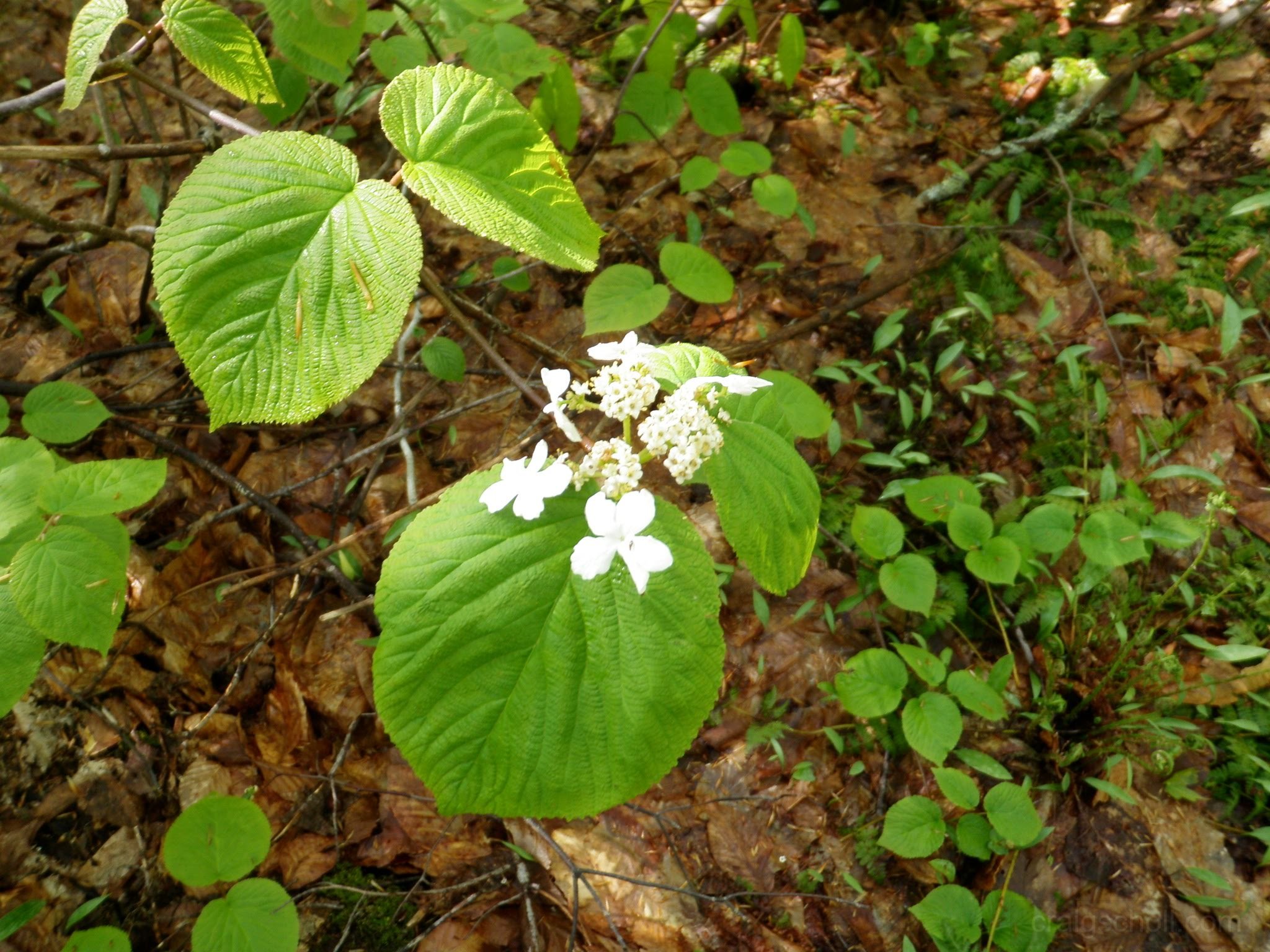 P5230005.jpg