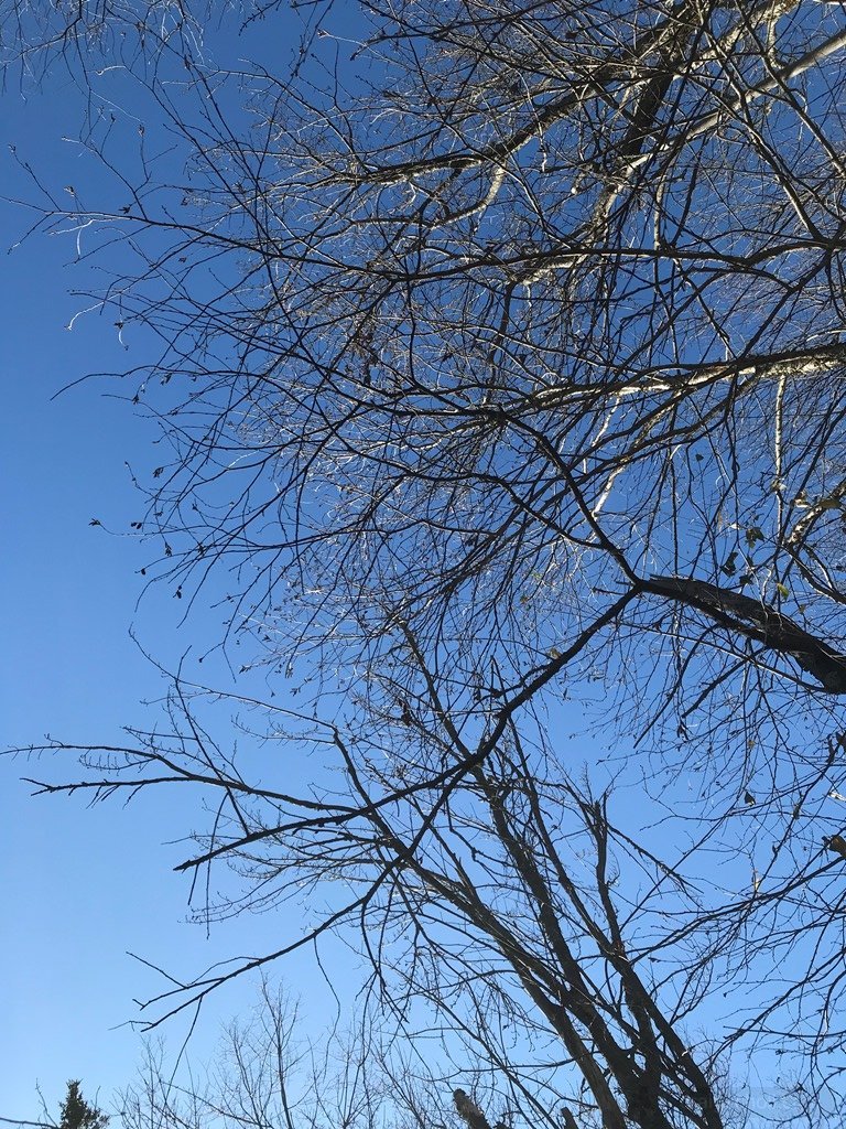 Spooky tree