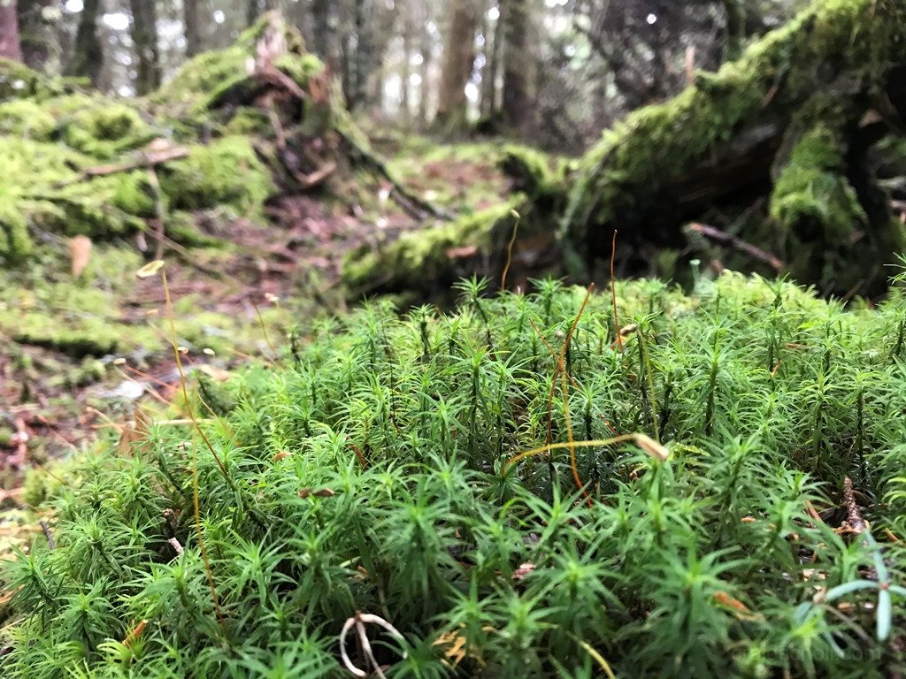 The Hobbit forest