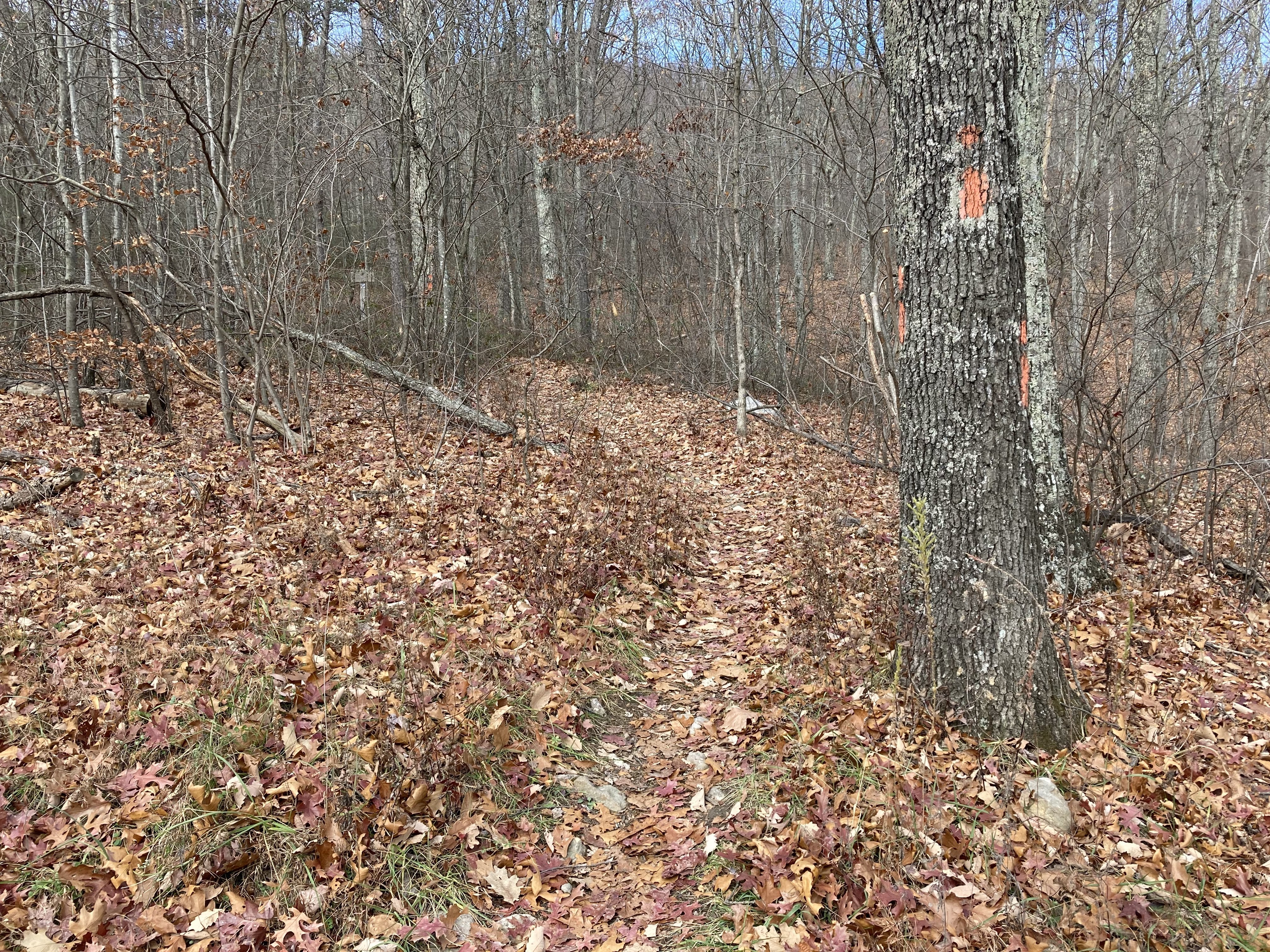 The typical trail