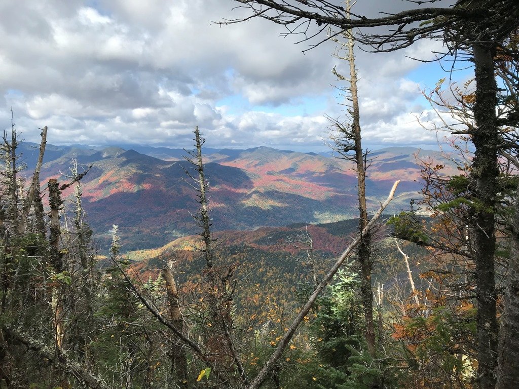 Through the trees