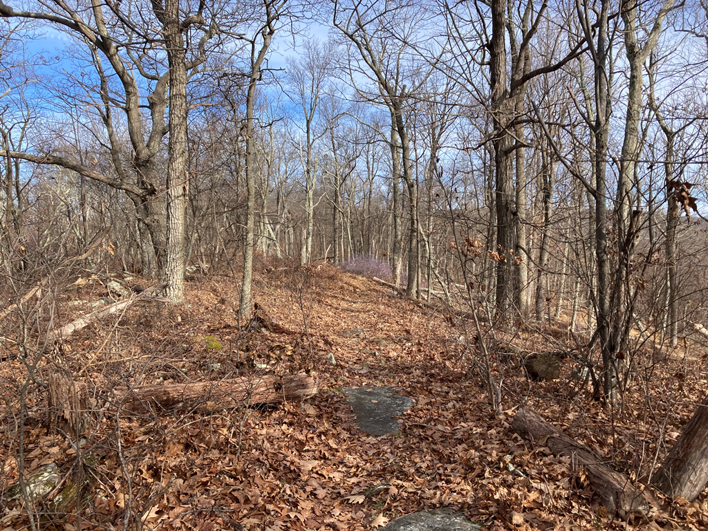 Trail heaading north, purple briar in distance