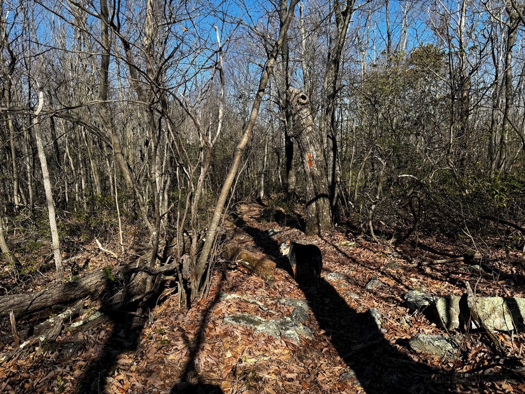 Trail just north of Waonaze Peak