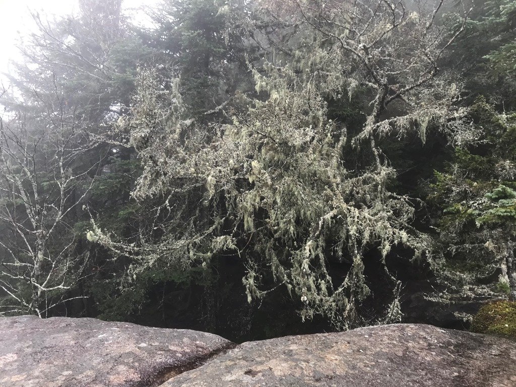 Tree lichen