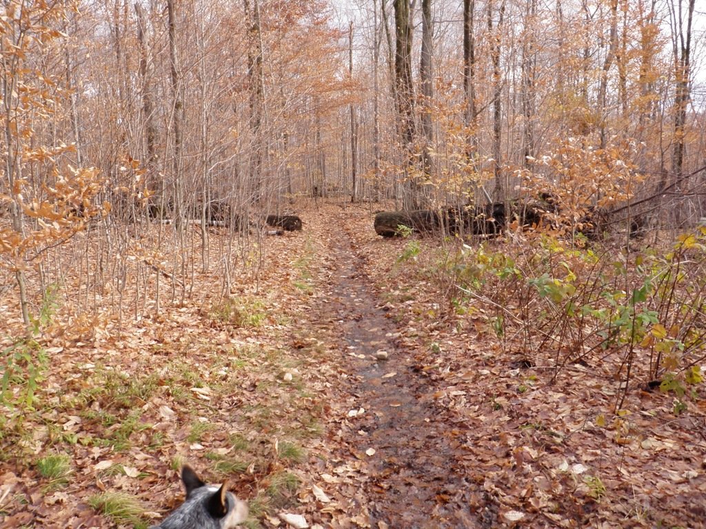 Well trodden path